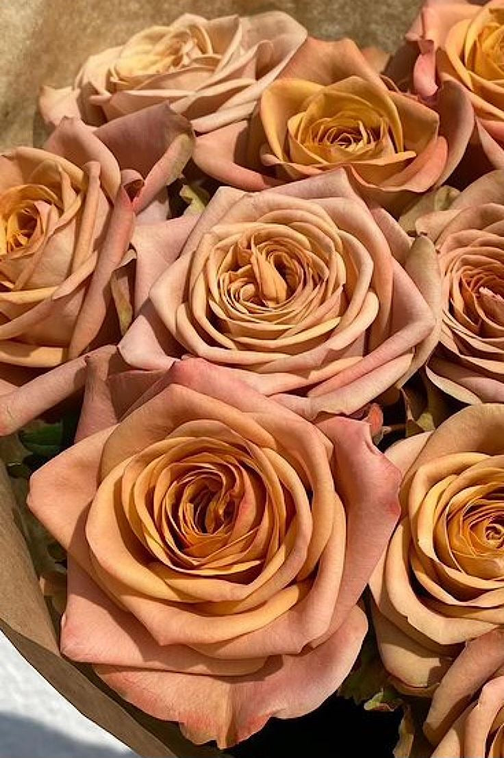 31 Cappuccino Rose