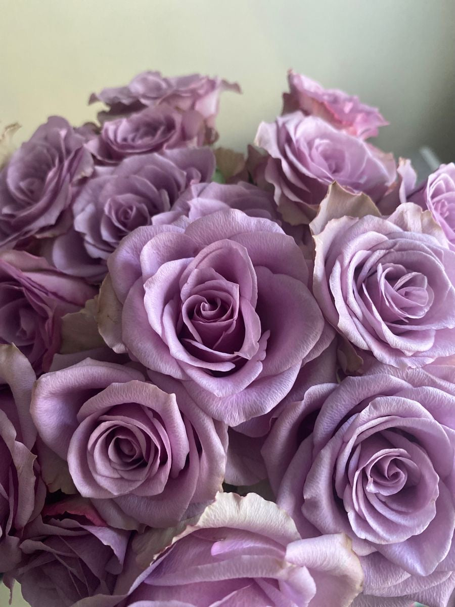31 Purple Roses