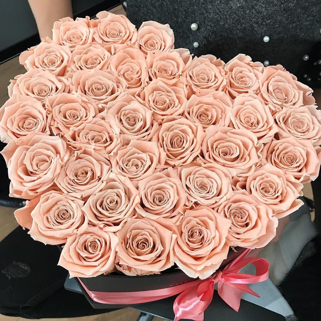 51 Flesh Pink Roses