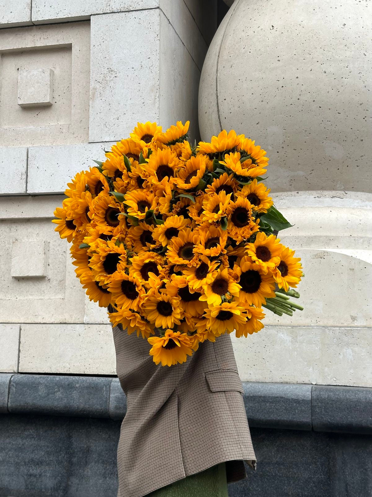 20 Big Sunflowers