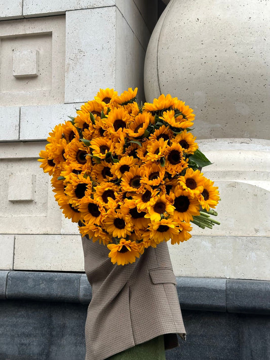 20 Big Sunflowers